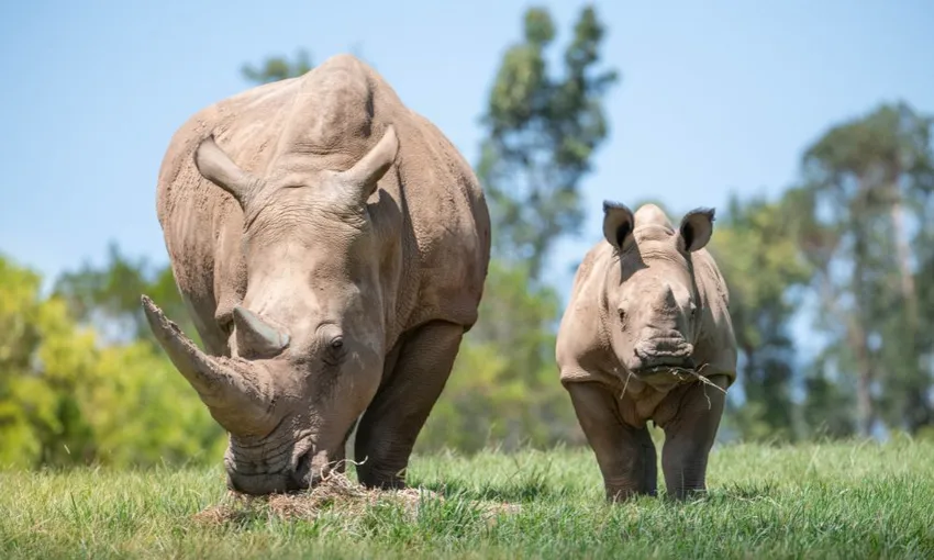 Australia Zoo Entry with Transfers From Brisbane