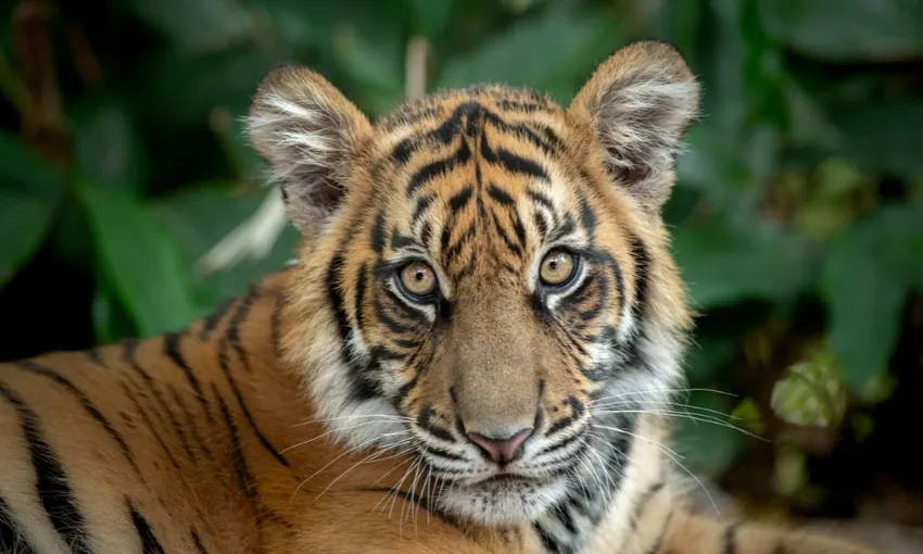 Australia Zoo Entry with Transfers From Brisbane