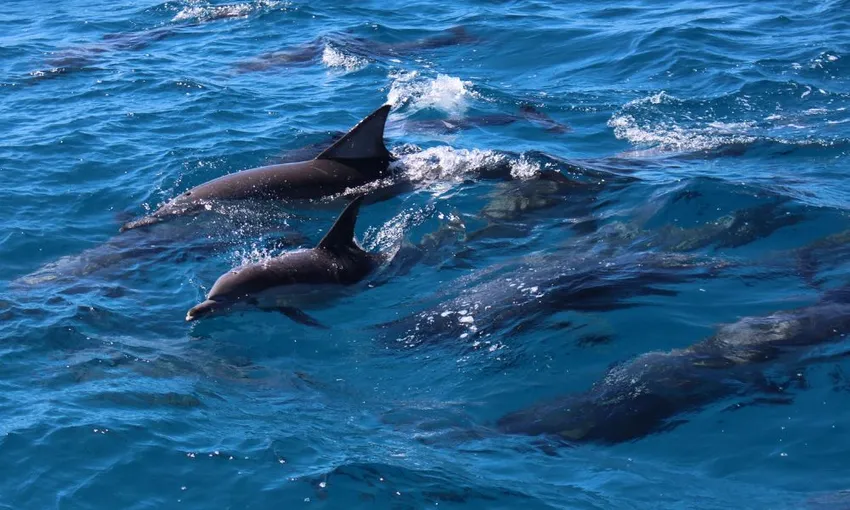 Tangalooma Day Trip with Marine Discovery Cruise