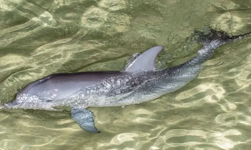 Tangalooma Day Trip with Marine Discovery Cruise 