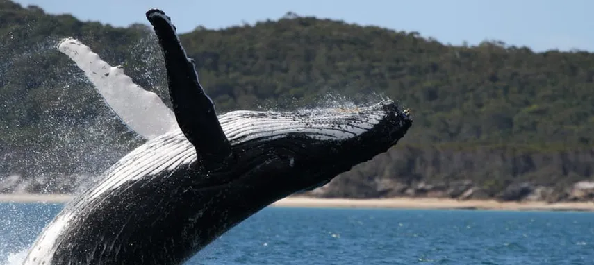 Ultimate Whale Watching Cruise in Hervey Bay - 3 Hours
