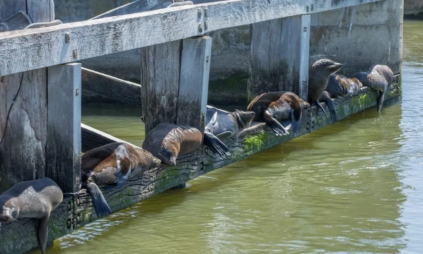 Coorong Adventure Cruise With Guided Walk 