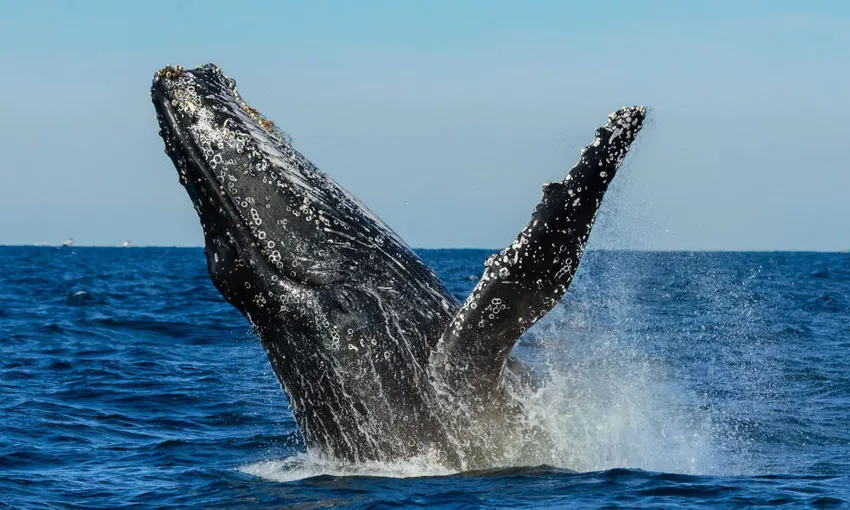 Whale Watching, Afternoon Cruise With Lunch - Sydney - For 2