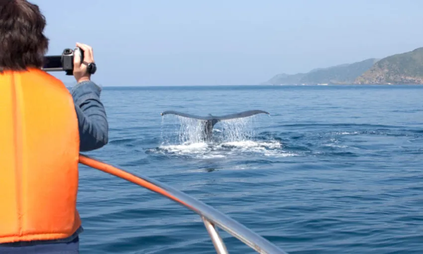 Whale Watching, Afternoon Cruise With Lunch - Sydney - For 2