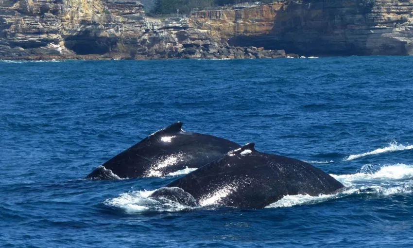 Whale Watching, Afternoon Cruise With Lunch - Sydney - For 2