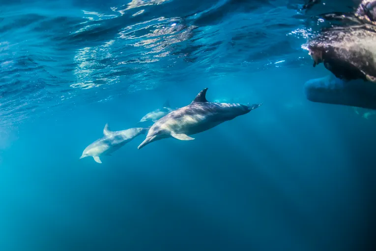 Wild Dolphin Swim - Nelson Bay, Port Stephens