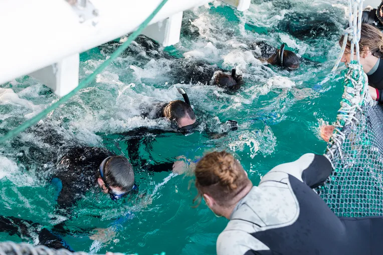 Wild Dolphin Swim - Nelson Bay, Port Stephens