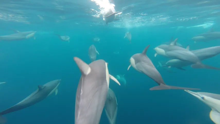 Wild Dolphin Swim - Nelson Bay, Port Stephens