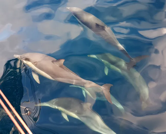 Wild Dolphin Swim - Nelson Bay, Port Stephens
