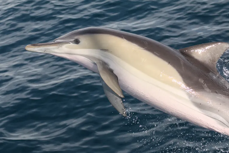 Wild Dolphin Swim - Nelson Bay, Port Stephens