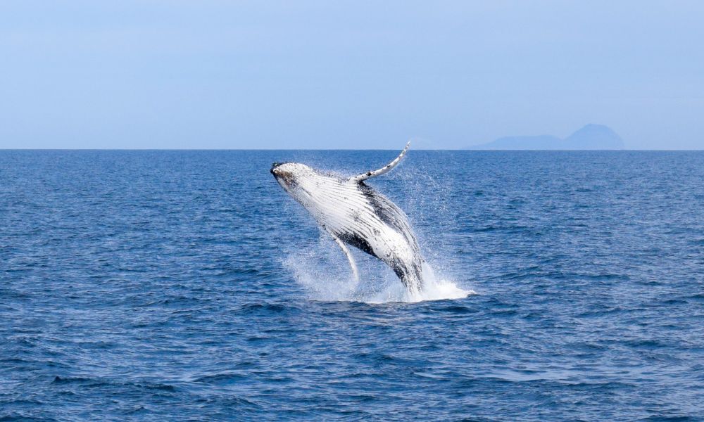  Wilsons Promontory Scenic Whale Watching Cruise