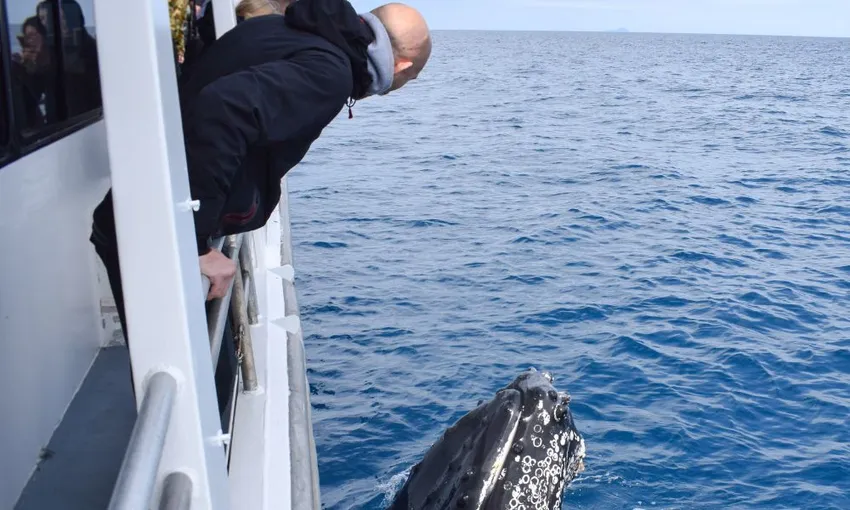  Wilsons Promontory Scenic Whale Watching Cruise