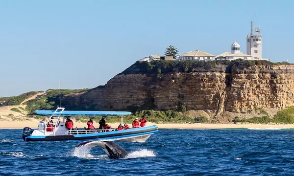 Newcastle Whale Watching Cruise, 2 Hours