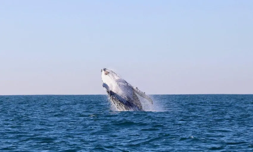 Newcastle Whale Watching Cruise, 2 Hours 