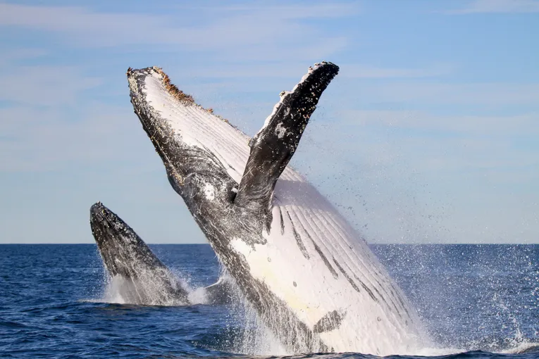 Newcastle Whale Watching Cruise, 2 Hours