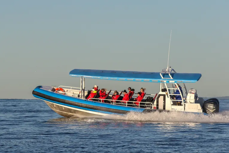 Newcastle Whale Watching Cruise, 2 Hours 
