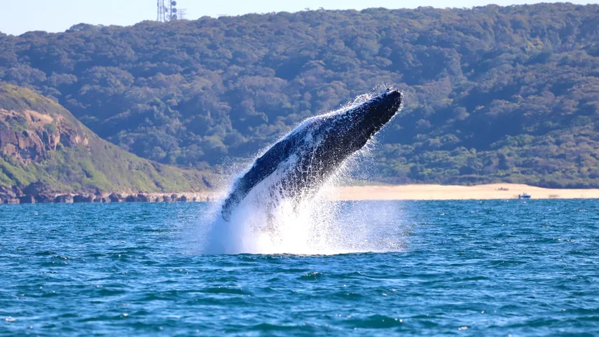 Newcastle Whale Watching Cruise, 2 Hours 