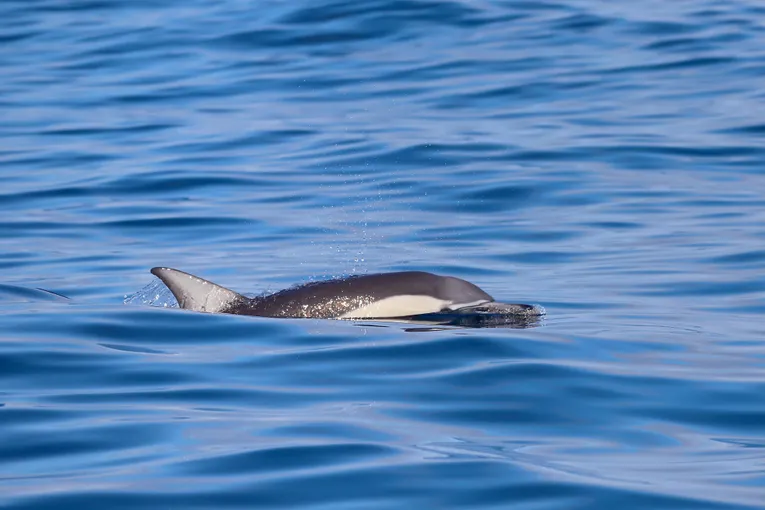 Newcastle Whale Watching Cruise, 2 Hours 