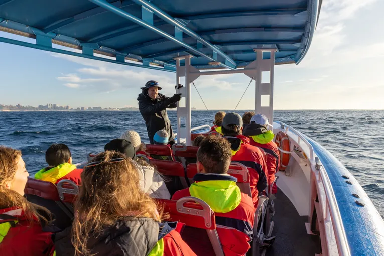 Newcastle Whale Watching Cruise, 2 Hours 