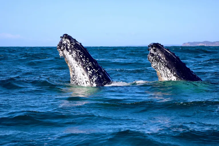 Newcastle Whale Watching Cruise, 2 Hours 