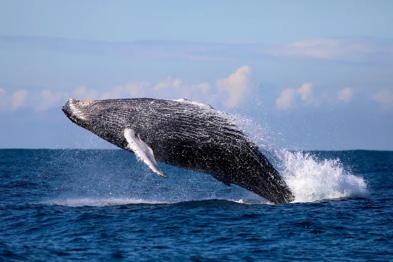 Newcastle Whale Watching Cruise, 2 Hours 