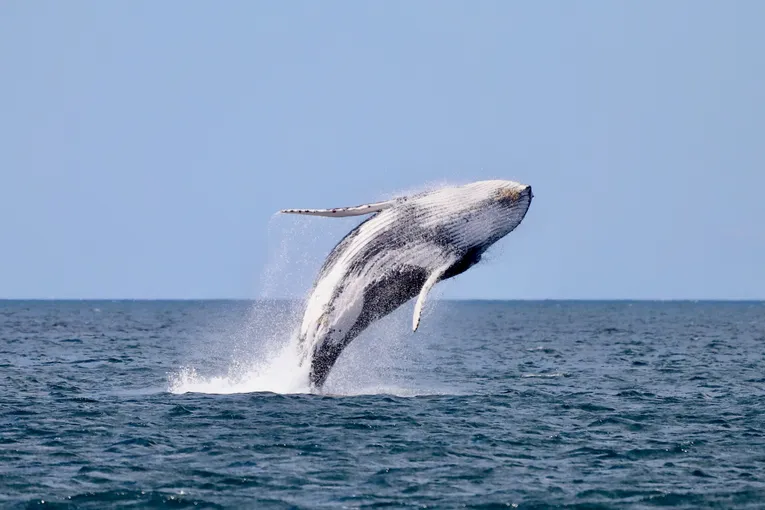 Newcastle Whale Watching Cruise, 2 Hours 