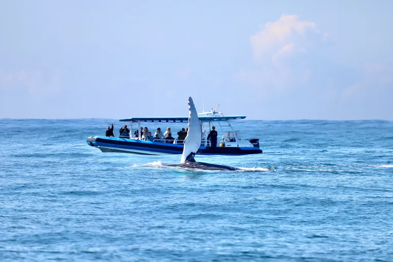 Newcastle Whale Watching Cruise, 2 Hours 