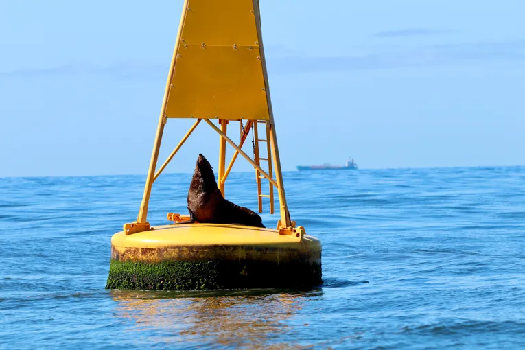 Newcastle Whale Watching Cruise, 2 Hours 