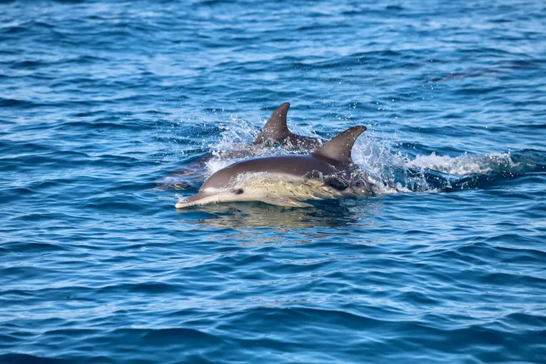 Newcastle Whale Watching Cruise, 2 Hours 