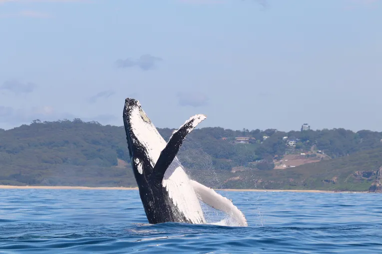Newcastle Whale Watching Cruise, 2 Hours 