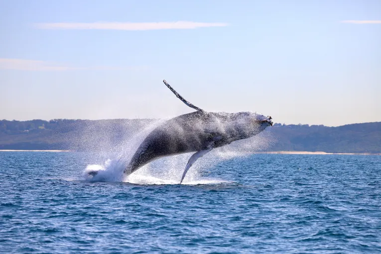 Newcastle Whale Watching Cruise, 2 Hours 