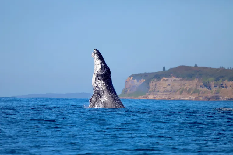 Newcastle Whale Watching Cruise, 2 Hours 