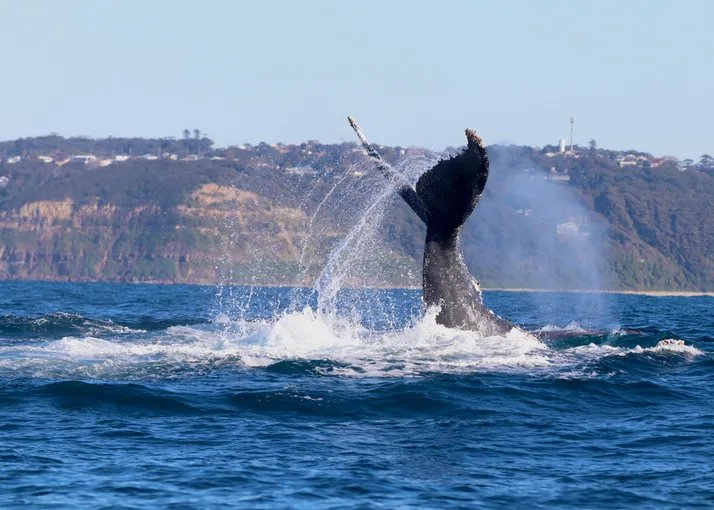 Newcastle Whale Watching Cruise, 2 Hours 