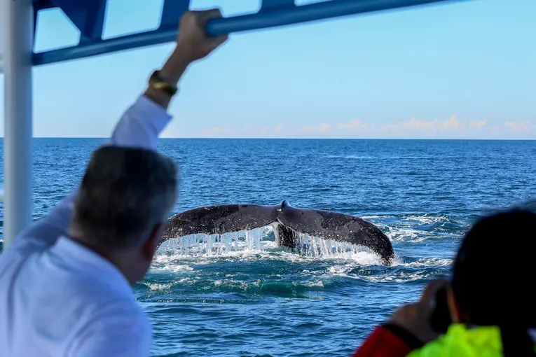 Newcastle Whale Watching Cruise, 2 Hours 
