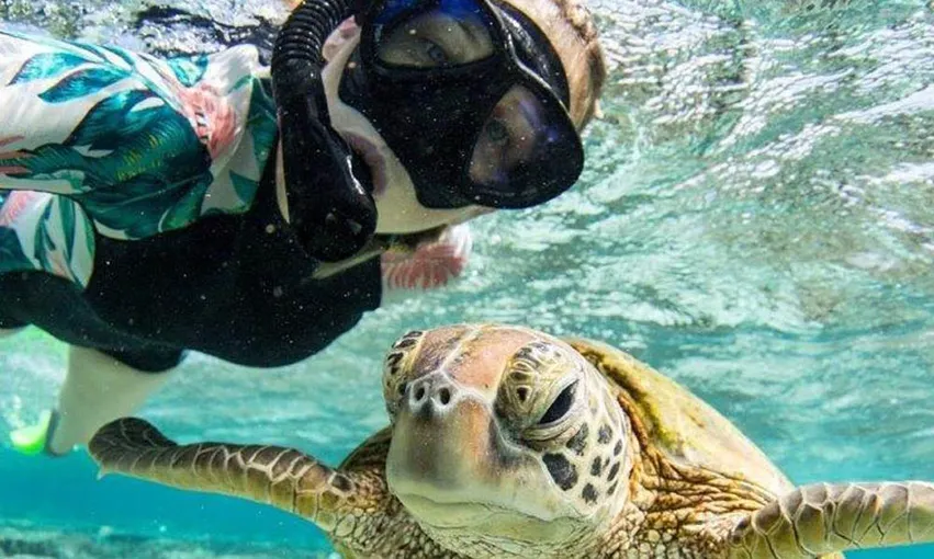 Lady Musgrave Island Cruise and Day Tour