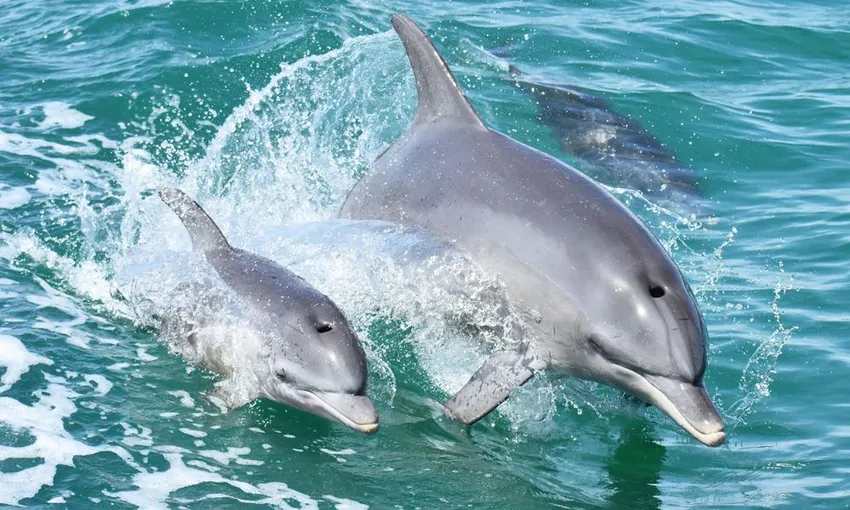 Mandurah Dolphin & Scenic Canal Cruise - Book Now | Experience Oz + NZ