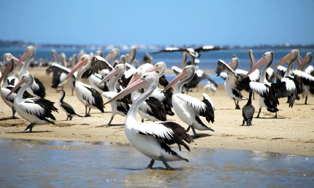 Mandurah Dolphin & Scenic Canal Cruise - Book Now | Experience Oz + NZ-5