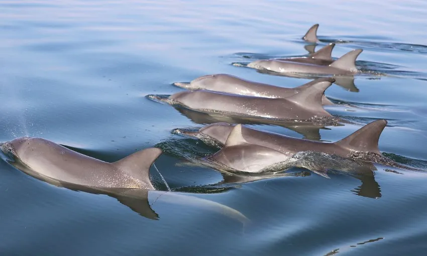 Mandurah Dolphin & Scenic Canal Cruise - Book Now | Experience Oz + NZ