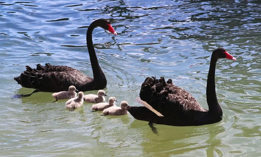 Mandurah Dolphin & Scenic Canal Cruise - Book Now | Experience Oz + NZ