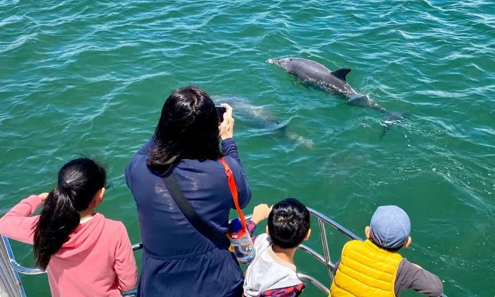 Mandurah Dolphin & Scenic Canal Cruise - Book Now | Experience Oz + NZ-9