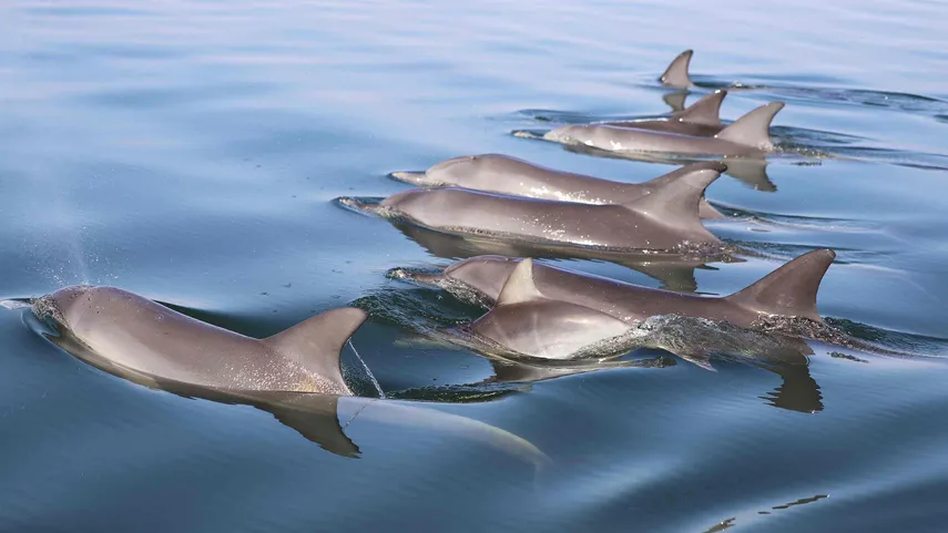Mandurah Dolphin & Scenic Canal Cruise - Book Now | Experience Oz + NZ