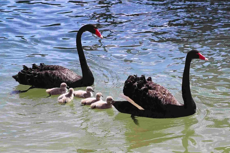 Mandurah Dolphin & Scenic Canal Cruise - Book Now | Experience Oz + NZ