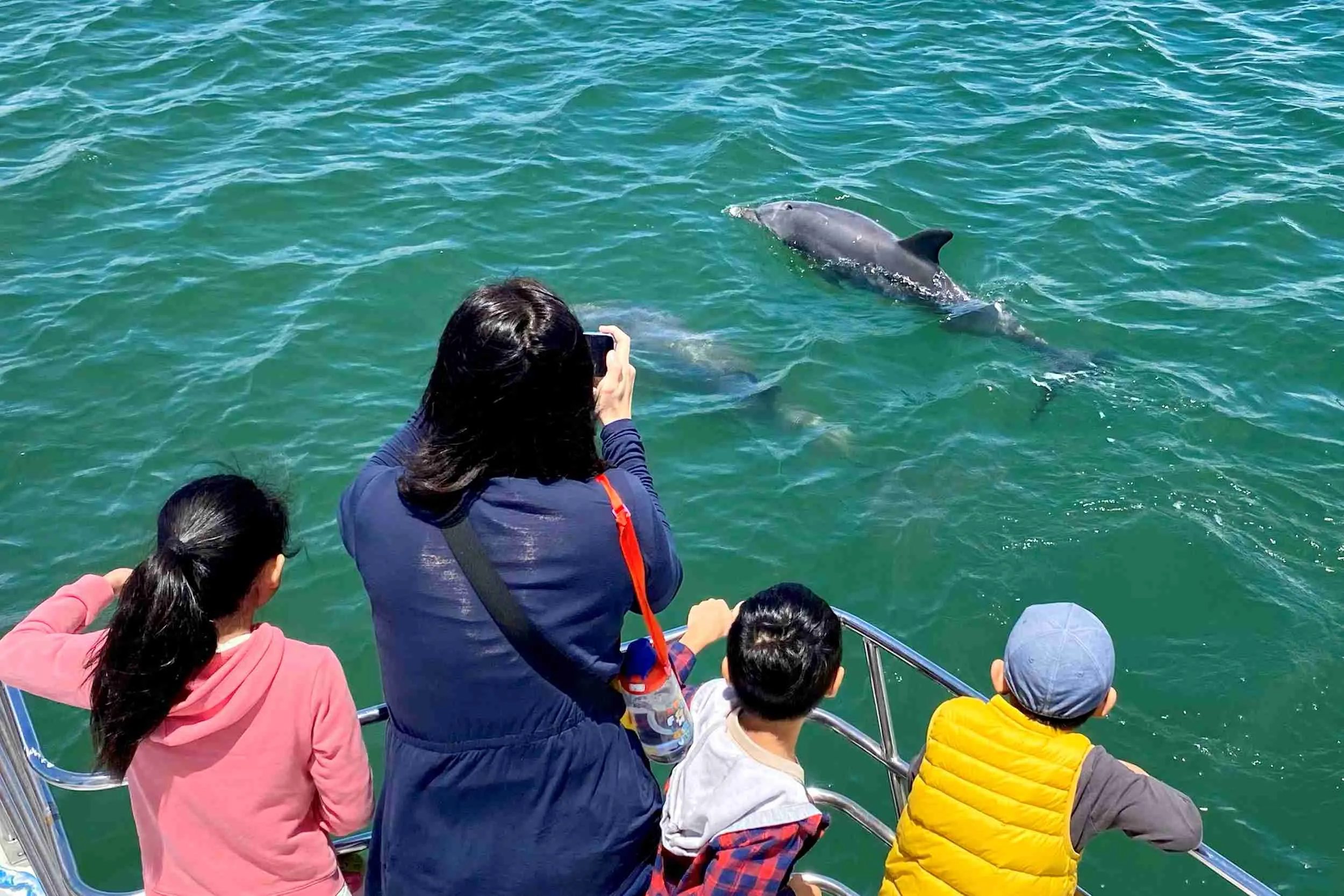 Mandurah Dolphin & Scenic Canal Cruise - Book Now | Experience Oz + NZ-16