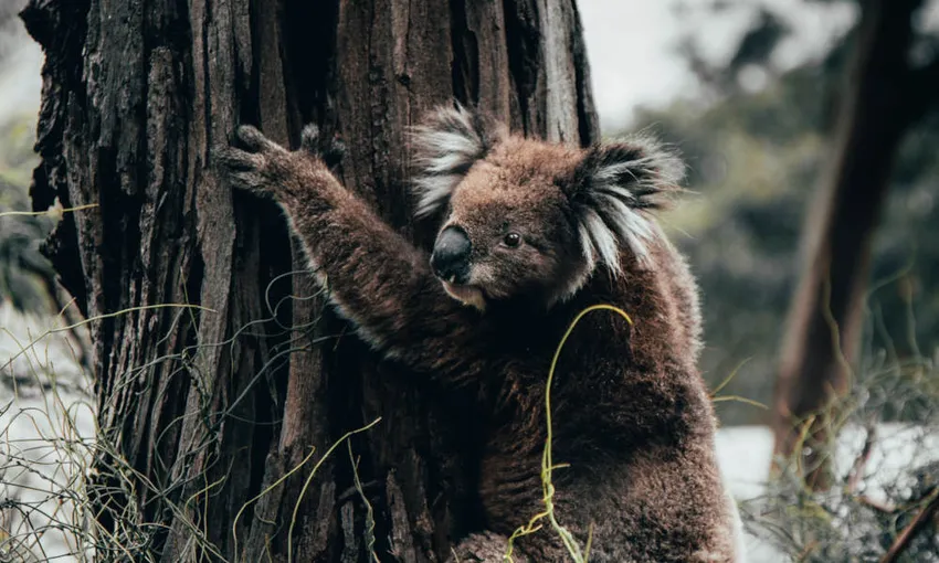 Great Ocean Road, Otways Tour And Hike, Full Day - Melbourne