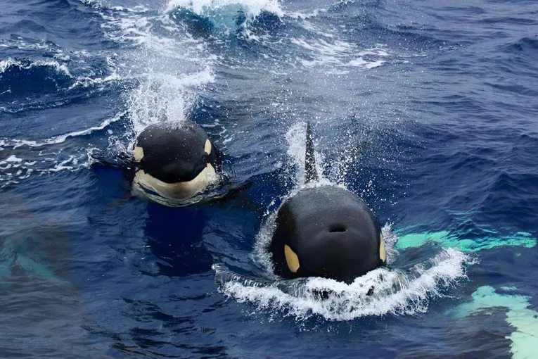 Killer Whale Expedition from Bremer Bay