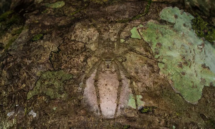 Daintree Rainforest Afternoon Cruise and Nocturnal Tour, 9.5 Hours - Cairns