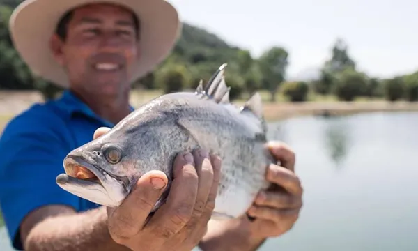 Catch & Release Barramundi Fishing Tour in Port Douglas - 1 Hour 