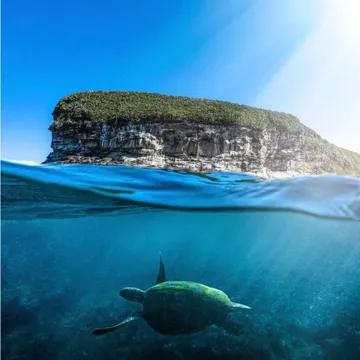 Mooloolaba Turtle Tour with Boat Adventure - 90 Minutes