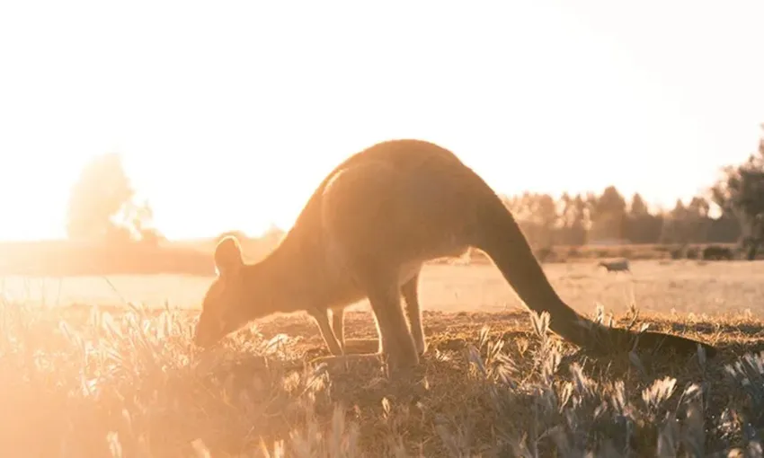 Phillip Island Day Tour with Hike - Departs Melbourne