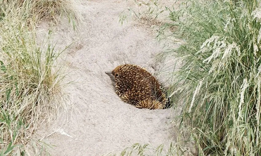 Phillip Island Day Tour with Hike - Departs Melbourne